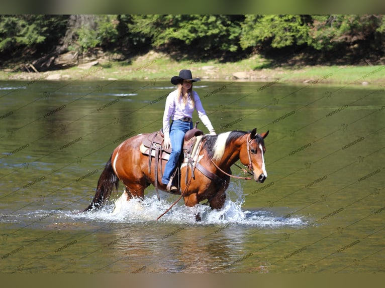 Paint Horse Ruin 8 Jaar 150 cm Gevlekt-paard in Shippenville