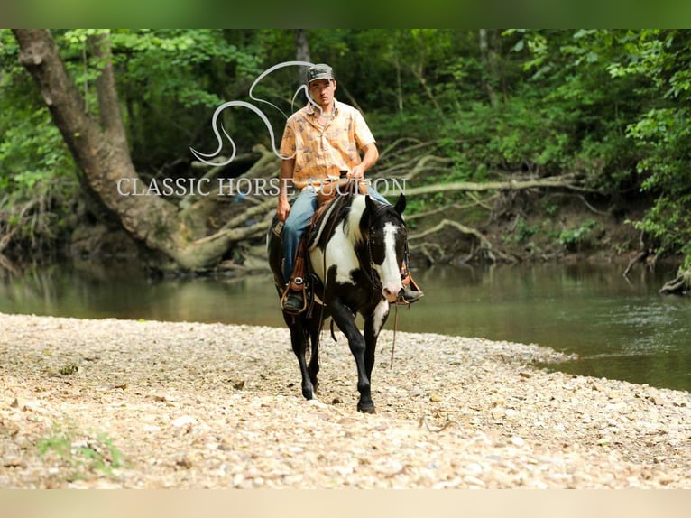 Paint Horse Ruin 8 Jaar 152 cm Tovereo-alle-kleuren in Columbia