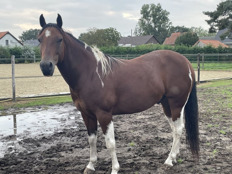 Paint Horse Ruin 8 Jaar 160 cm Bruin in Molenbeersel