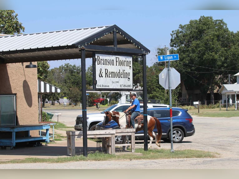 Paint Horse Ruin 8 Jaar Donkere-vos in Lipan TX
