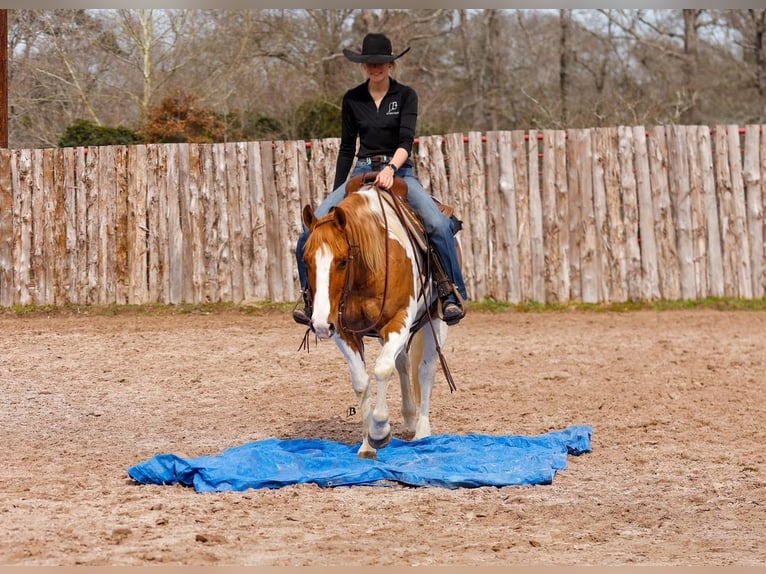 Paint Horse Ruin 9 Jaar 152 cm Roodbruin in Arlington