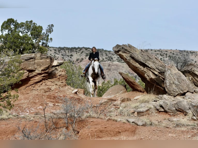 Paint Horse Ruin 9 Jaar 163 cm Donkere-vos in Lisbon IA