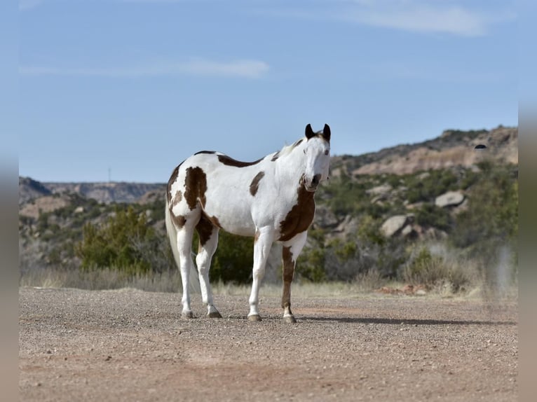 Paint Horse Ruin 9 Jaar 163 cm Donkere-vos in Lisbon IA