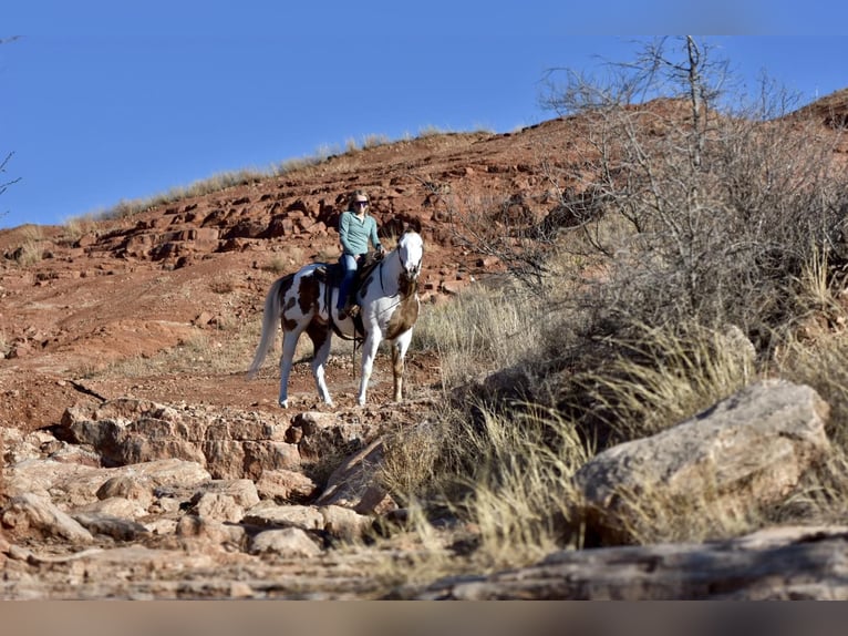 Paint Horse Ruin 9 Jaar 163 cm Donkere-vos in Lisbon IA