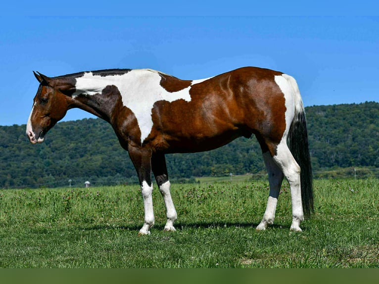 Paint Horse Ruin 9 Jaar 163 cm Gevlekt-paard in Rebersburg
