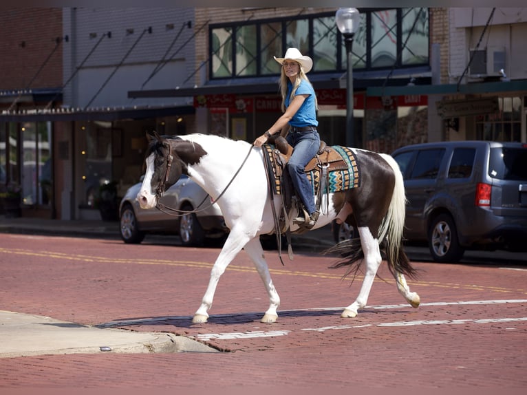 Paint Horse Ruin 9 Jaar 163 cm Tobiano-alle-kleuren in Lufkin, TX