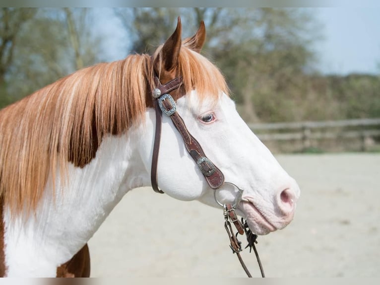 Paint Horse Semental 10 años 163 cm Overo-todas las-capas in Wilby