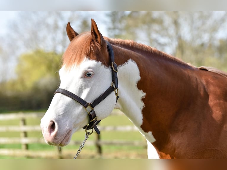 Paint Horse Semental 10 años 163 cm Overo-todas las-capas in Wilby