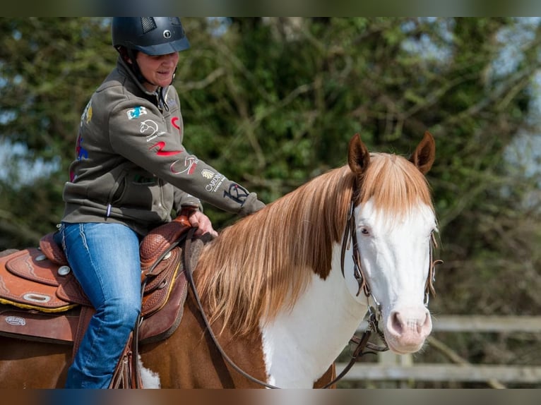 Paint Horse Semental 10 años 163 cm Overo-todas las-capas in Wilby