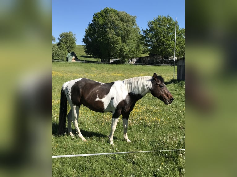 Paint Horse Semental 15 años 148 cm Tobiano-todas las-capas in Buchen (Odenwald)Buchen