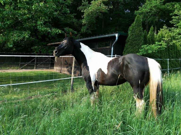 Paint Horse Semental 15 años 154 cm Tobiano-todas las-capas in Reichenbach-Steegen