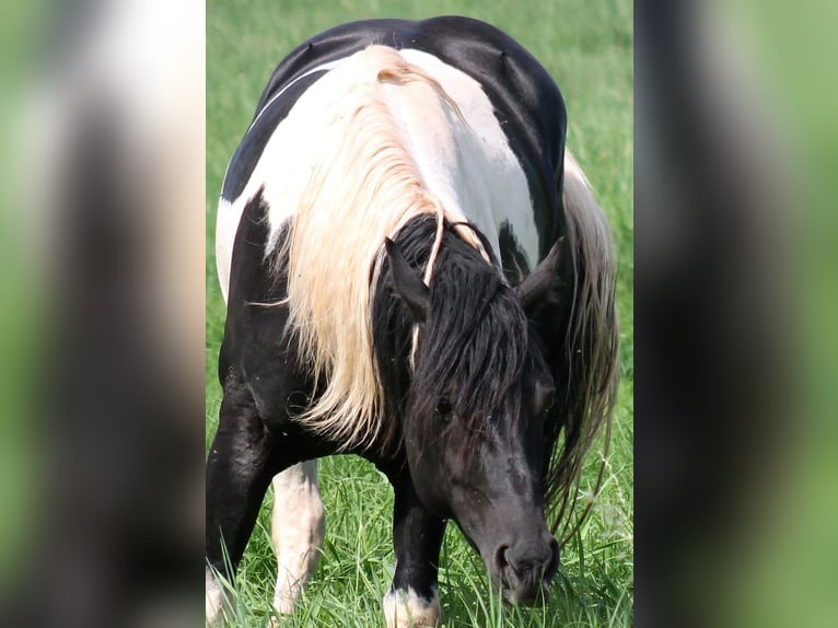 Paint Horse Semental 15 años 154 cm Tobiano-todas las-capas in Reichenbach-Steegen