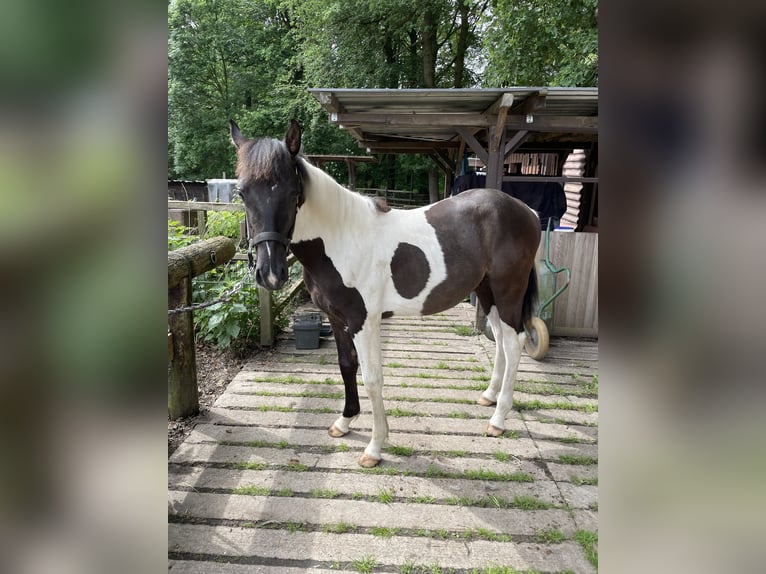 Paint Horse Mestizo Semental 1 año 140 cm Pío in Rheine