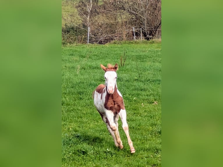 Paint Horse Semental 1 año 145 cm Tobiano-todas las-capas in Dunningen