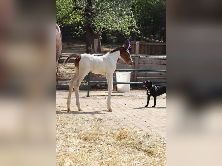 Paint Horse Mestizo Semental 1 año 147 cm Pío in Schönau an der Triesting