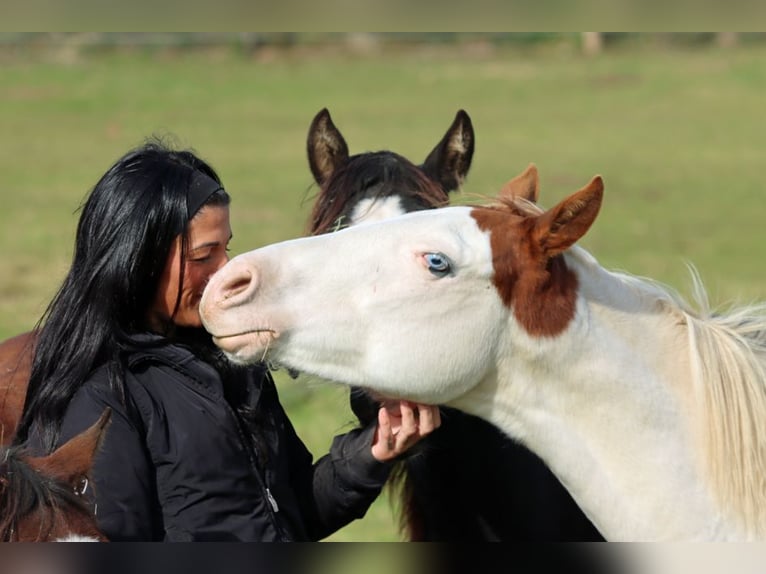 Paint Horse Semental 1 año 150 cm Overo-todas las-capas in Hellenthal