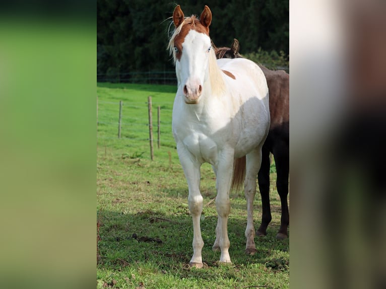 Paint Horse Semental 1 año 150 cm Overo-todas las-capas in Hellenthal