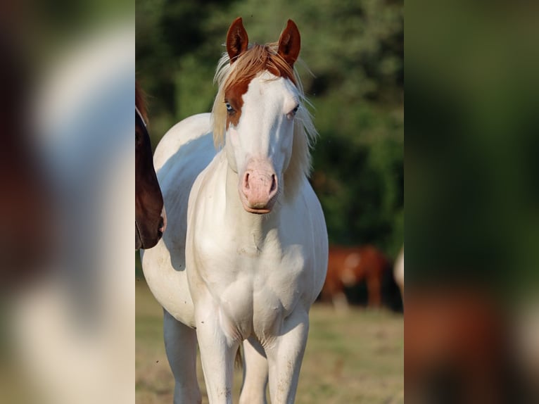 Paint Horse Semental 1 año 150 cm Overo-todas las-capas in Hellenthal