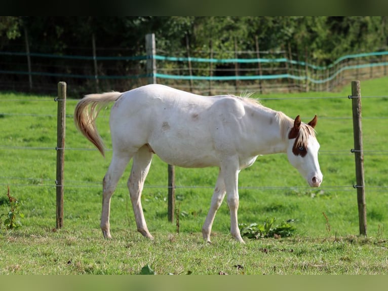 Paint Horse Semental 1 año 150 cm Overo-todas las-capas in Hellenthal