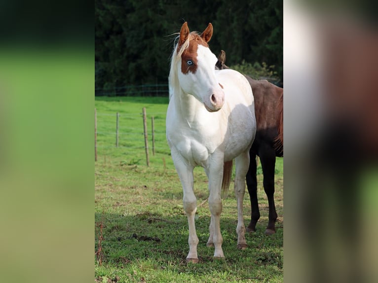 Paint Horse Semental 1 año 150 cm Overo-todas las-capas in Hellenthal