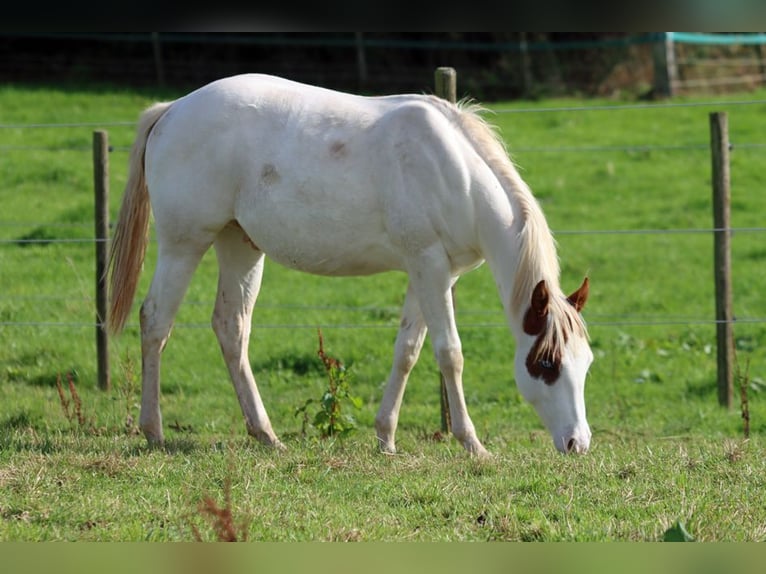Paint Horse Semental 1 año 150 cm Overo-todas las-capas in Hellenthal