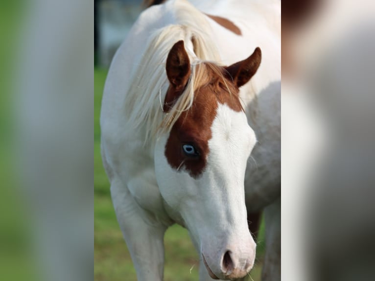 Paint Horse Semental 1 año 150 cm Overo-todas las-capas in Hellenthal