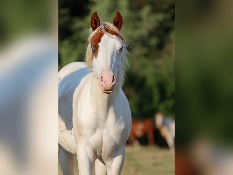 Paint Horse Semental 1 año 150 cm Overo-todas las-capas in Hellenthal