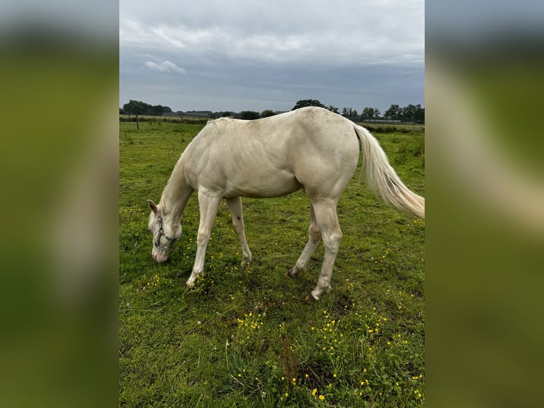 Paint Horse Semental 1 año 150 cm Perlino in Woudenberg