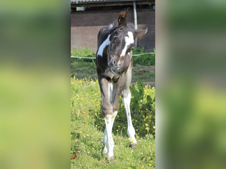 Paint Horse Semental 1 año 150 cm Tobiano-todas las-capas in Alphen aan den Rijn