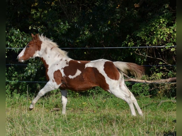 Paint Horse Semental 1 año 150 cm Tobiano-todas las-capas in Uelsen