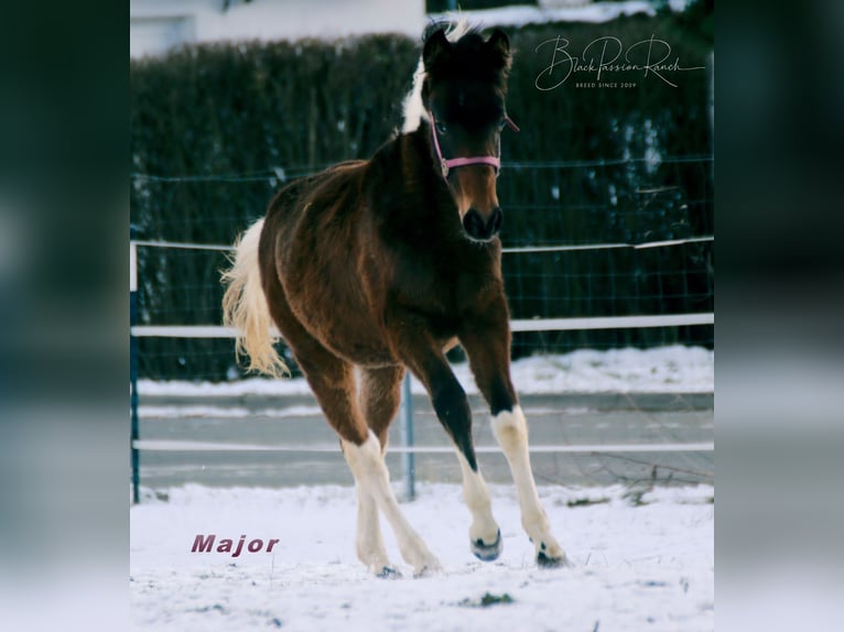 Paint Horse Semental 1 año 150 cm Tobiano-todas las-capas in Mellingen