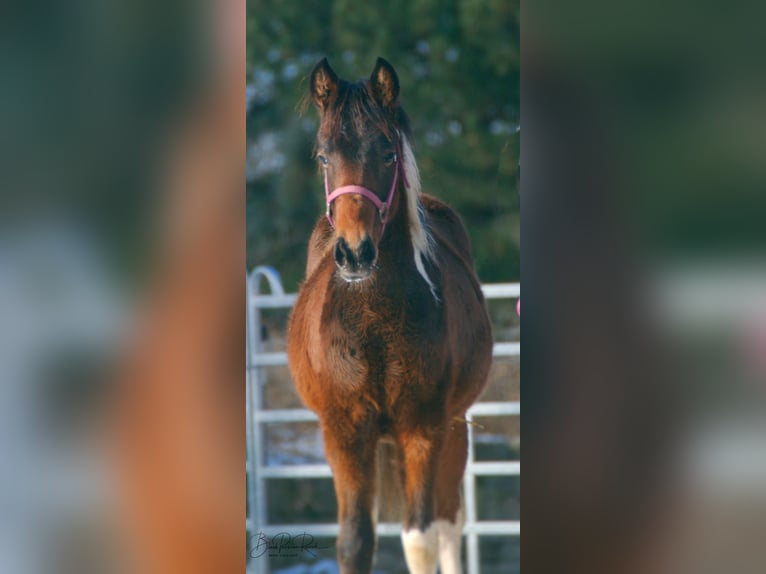 Paint Horse Semental 1 año 150 cm Tobiano-todas las-capas in Mellingen