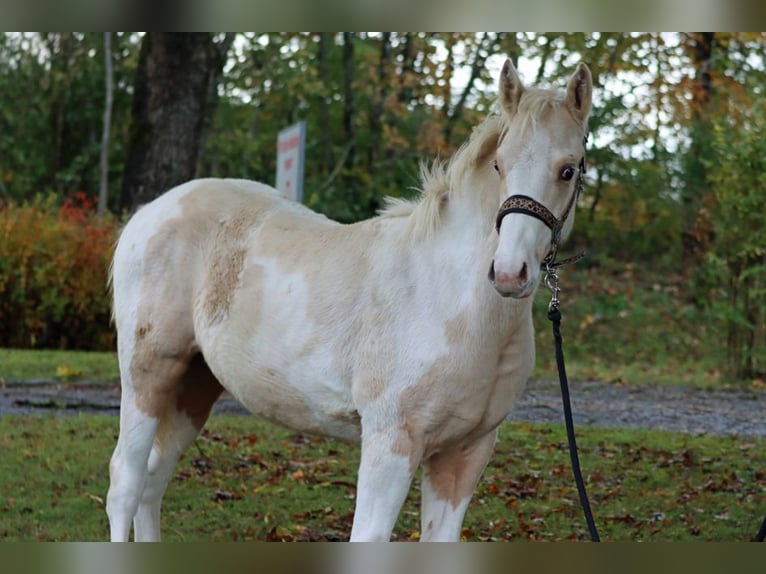 Paint Horse Semental 1 año 150 cm Tobiano-todas las-capas in Hellenthal
