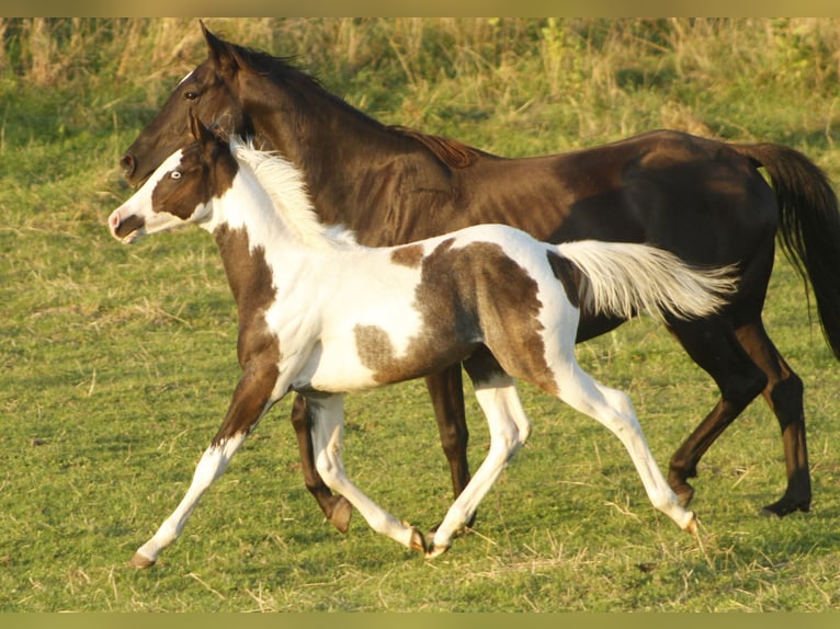Paint Horse Semental 1 año 151 cm Tovero-todas las-capas in Warburg