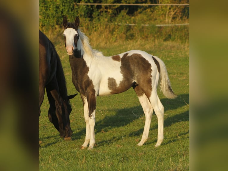 Paint Horse Semental 1 año 151 cm Tovero-todas las-capas in Warburg