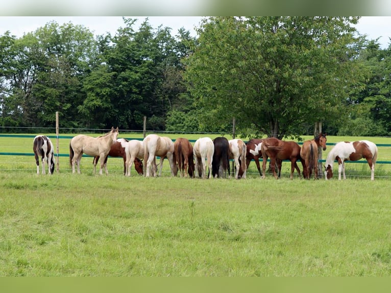 Paint Horse Semental 1 año 152 cm Tovero-todas las-capas in Hellenthal