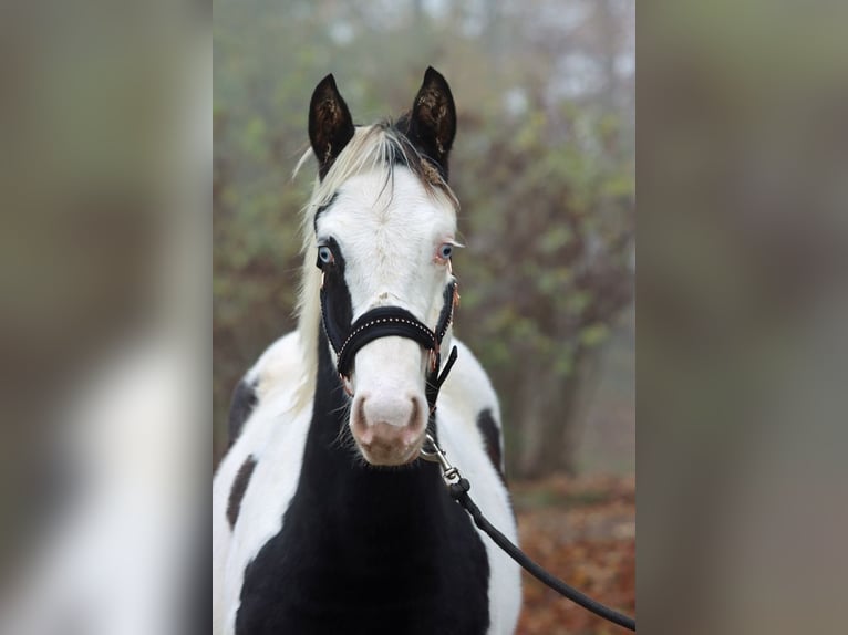 Paint Horse Semental 1 año 152 cm Tovero-todas las-capas in Hellenthal