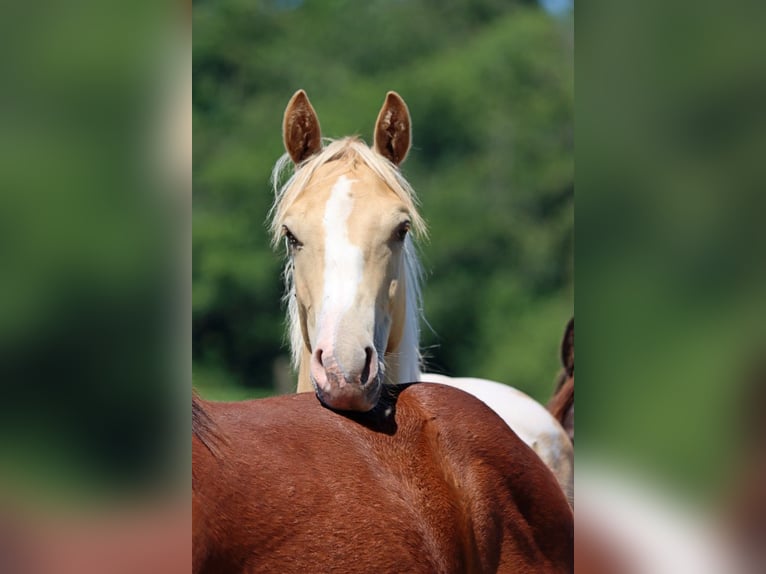 Paint Horse Semental 1 año 153 cm Champán in Hellenthal