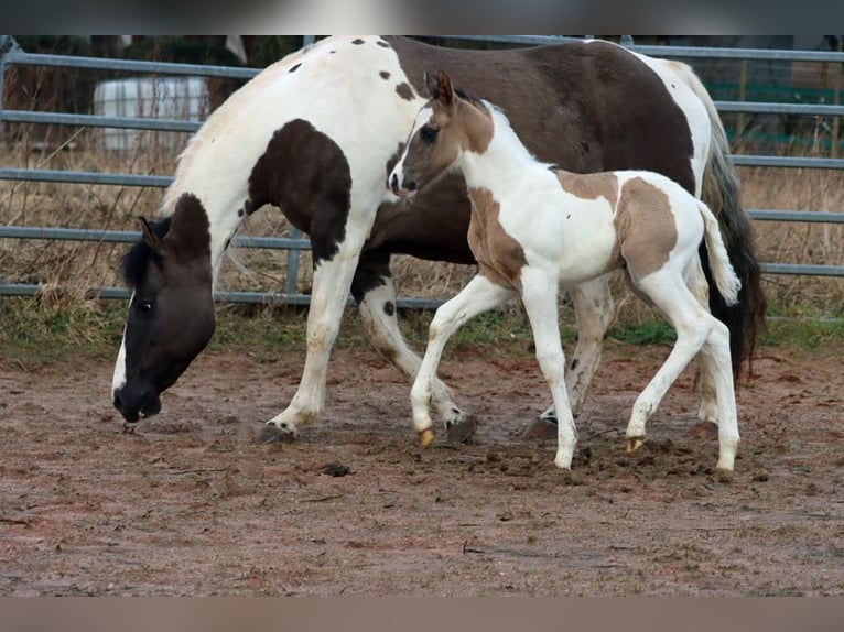 Paint Horse Semental 1 año 153 cm Grullo in Hellenthal