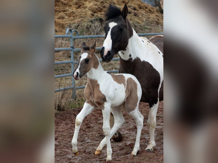 Paint Horse Semental 1 año 153 cm Grullo in Hellenthal