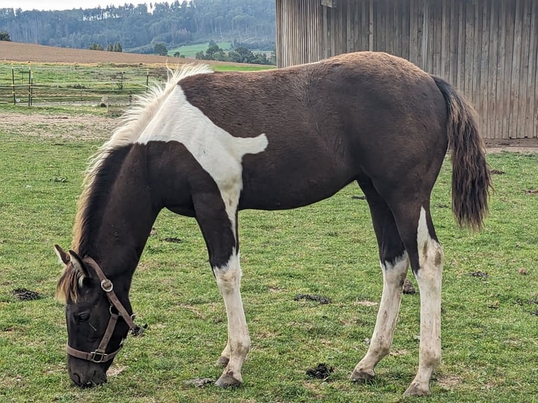 Paint Horse Semental 1 año 153 cm Tobiano-todas las-capas in Bad Gandersheim