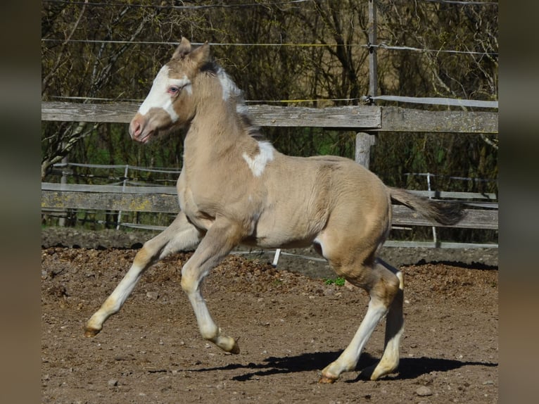 Paint Horse Semental 1 año 154 cm Champán in Buchbach