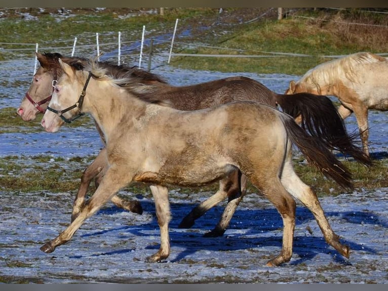 Paint Horse Semental 1 año 154 cm Champán in Buchbach