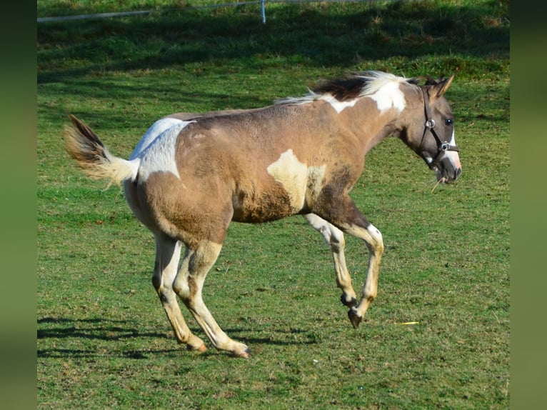 Paint Horse Semental 1 año 154 cm Grullo in Buchbach