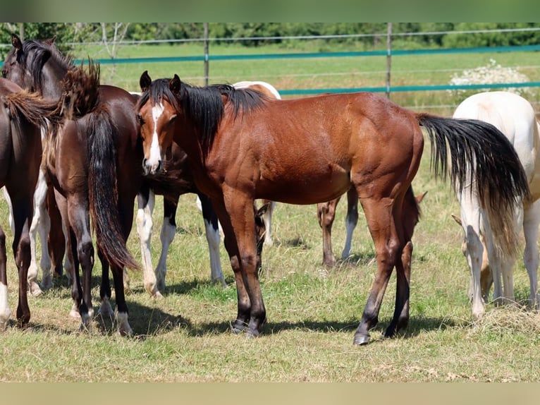 Paint Horse Semental 1 año 155 cm Castaño in Hellenthal