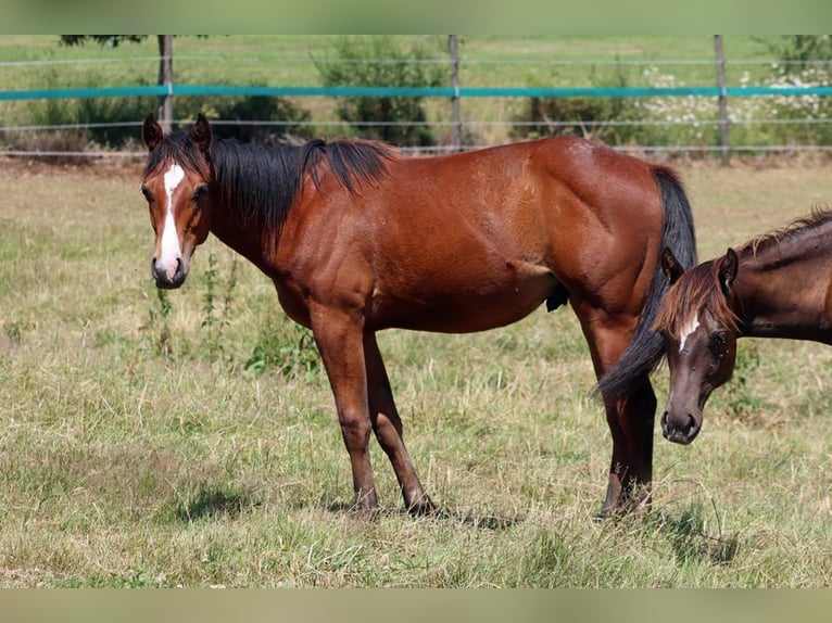 Paint Horse Semental 1 año 155 cm Castaño in Hellenthal