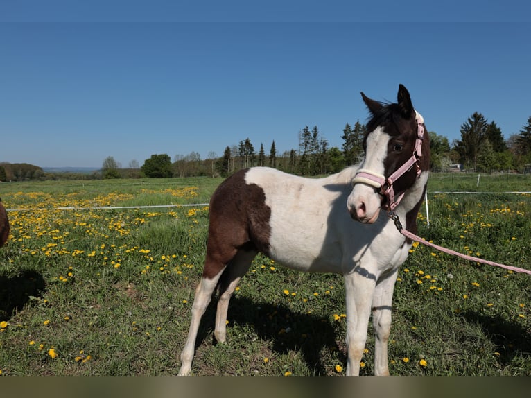 Paint Horse Mestizo Semental 1 año 155 cm Pío in Worbis