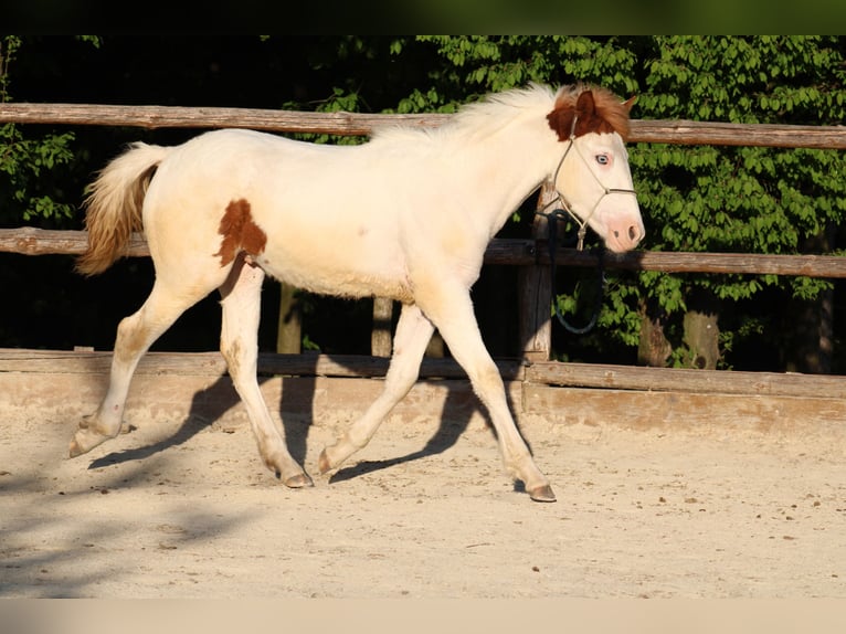 Paint Horse Mestizo Semental 1 año 155 cm Tovero-todas las-capas in Globoko