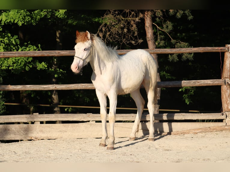 Paint Horse Mestizo Semental 1 año 155 cm Tovero-todas las-capas in Globoko