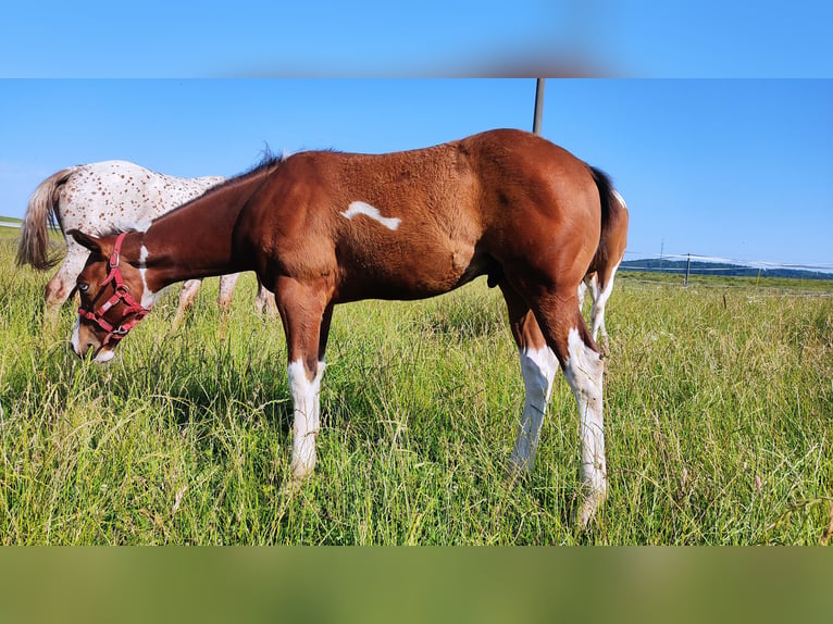 Paint Horse Semental 1 año 155 cm Tovero-todas las-capas in Zakupy